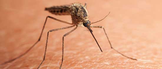 Mosquito Control Huntsville, AL