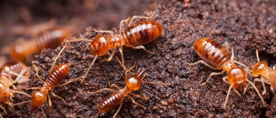 Termite Control Decatur, AL